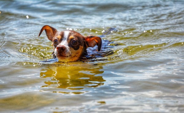 Quelles techniques pour commencer à courir pour les débutants ?